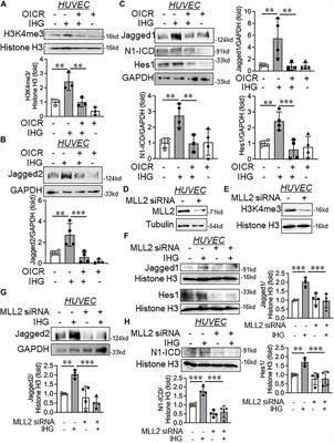 Elevated H3K4me3 Through MLL2-WDR82 upon Hyperglycemia Causes Jagged Ligand Dependent Notch Activation to Interplay with Differentiation State of Endothelial Cells